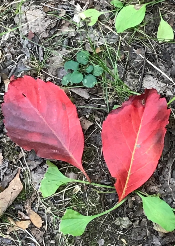 A pair of leaves