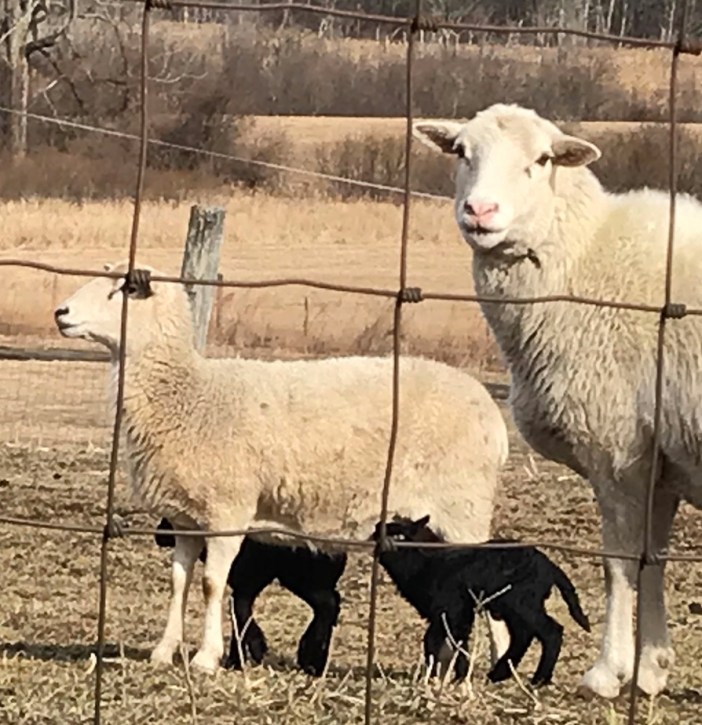 Black and White in Spring