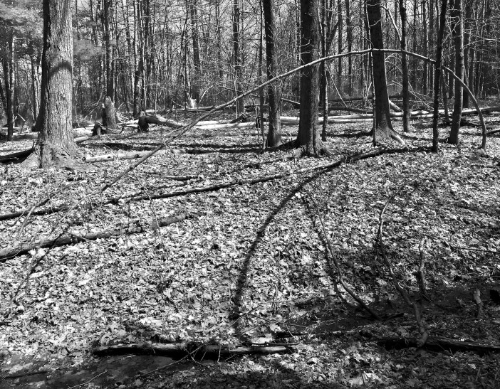 Ellipse in the Woods.1