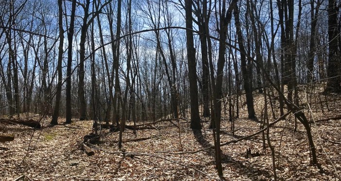 Ellipse in the Woods.2