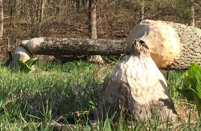 Mark of the Beaver 2