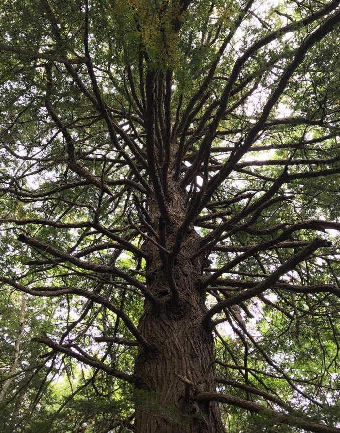 Tree Arms